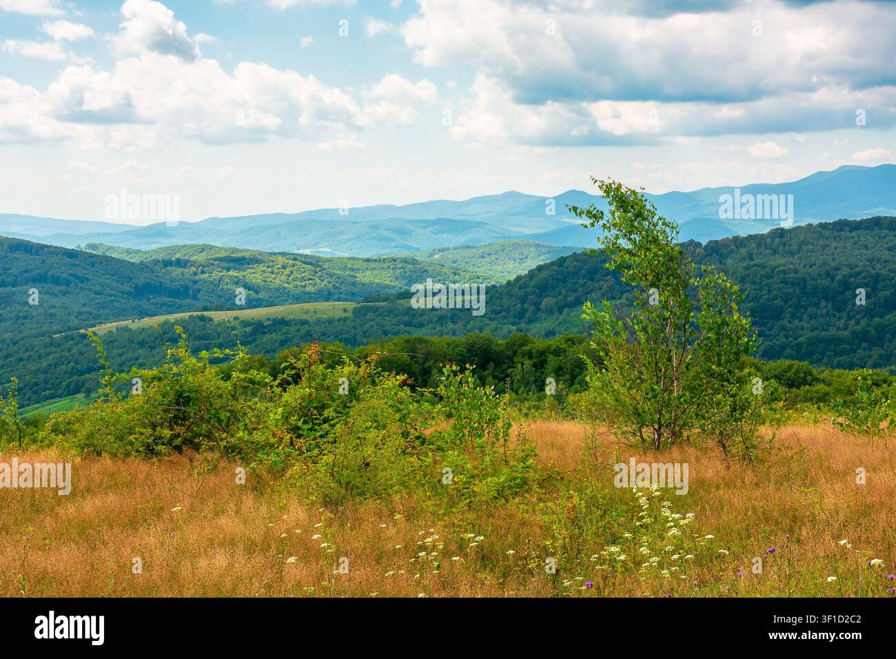 tree on a field in mountain landscape. green countryside of ukraine in summer. cloudy weather. carpathian landscape in dappled light. amazing carpathi Stock Photo