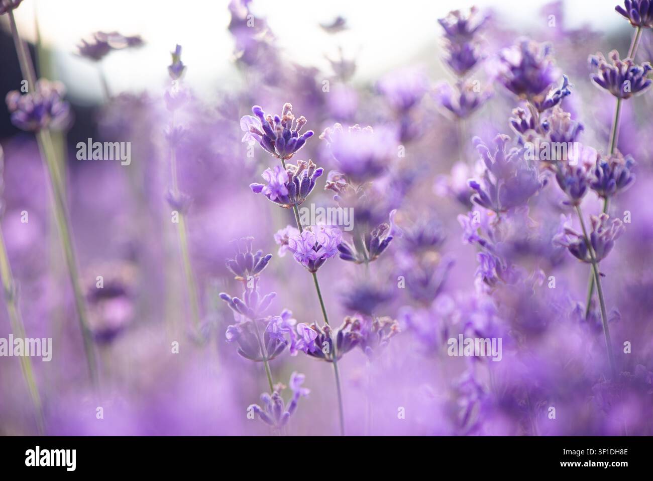 Soft focus lavender hi-res stock photography and images - Alamy