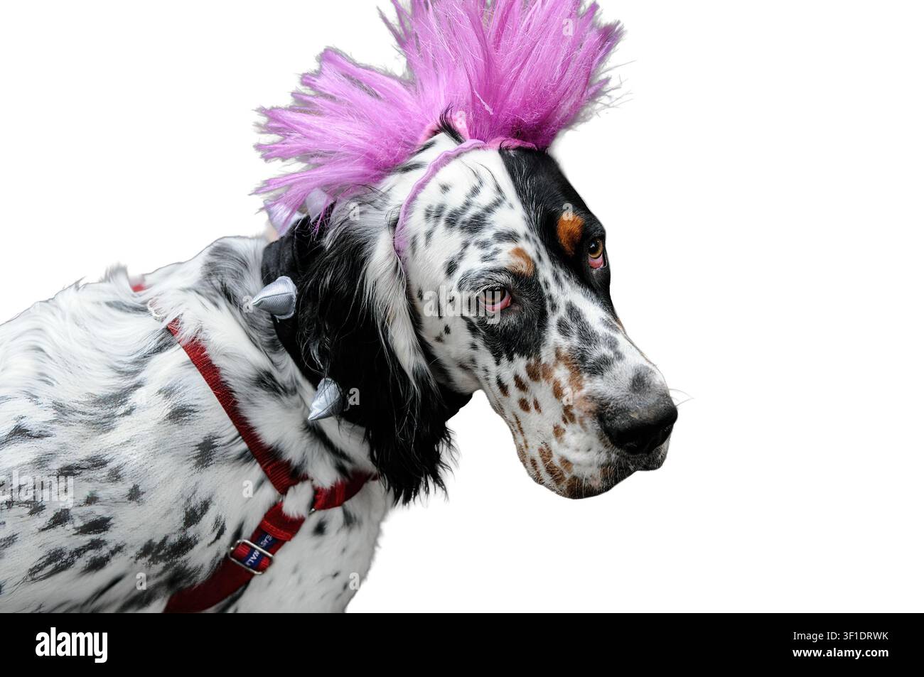 Dog with mohawk hi-res stock photography and images - Alamy
