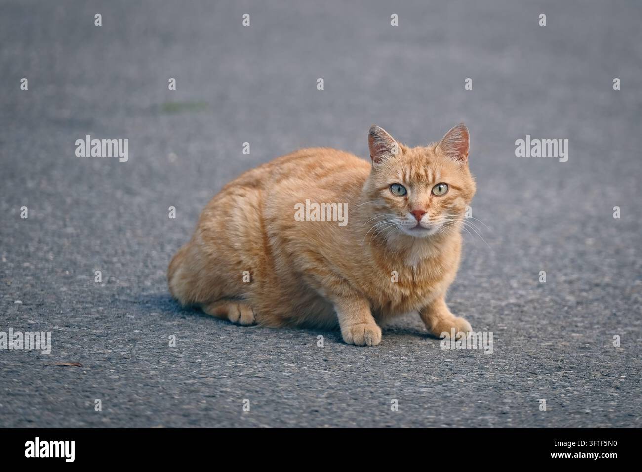Cute ginger Cat sitting on the backyard and looking at camera. Horizontal image with selective focus. Stock Photo