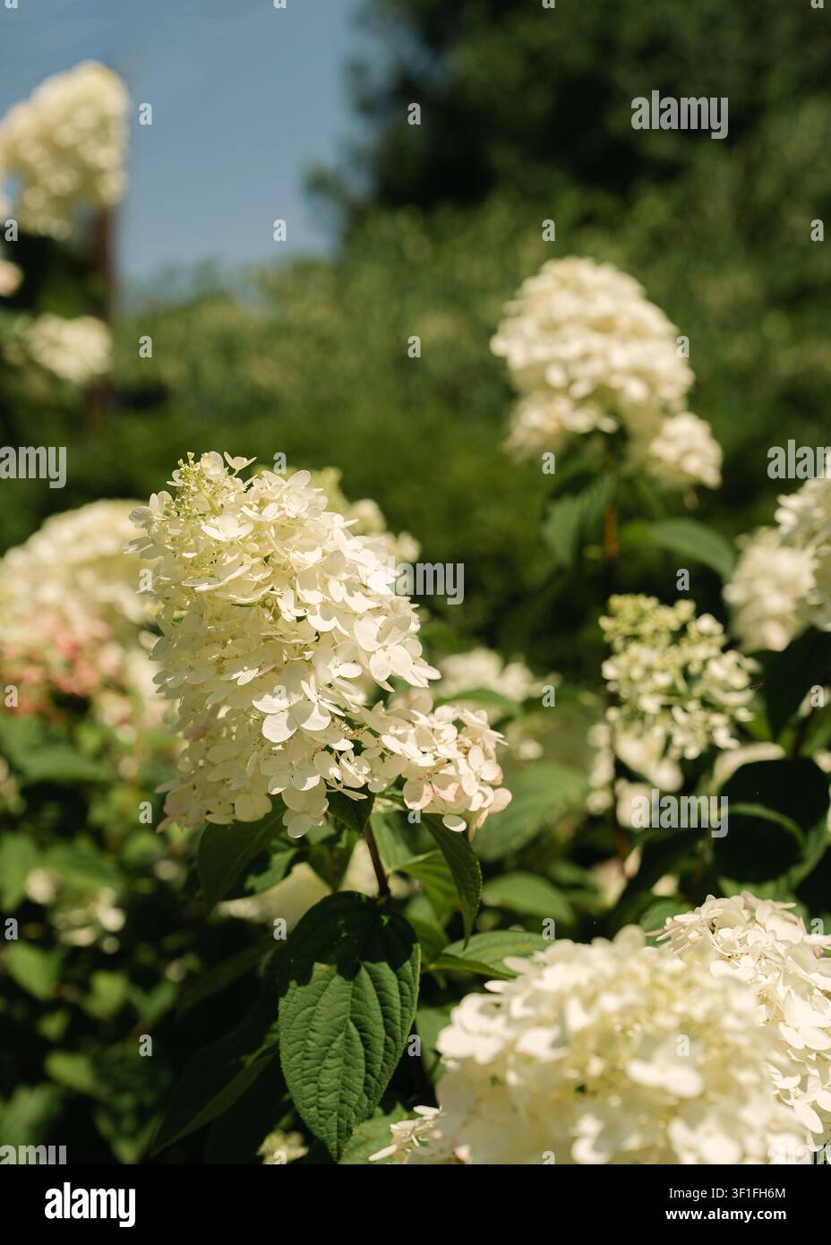 White panicle hydrangeas blooming in a sunny garden Stock Photo