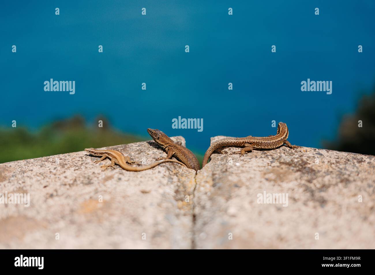 Three Madeira wall lizards resting on a stone wall Stock Photo