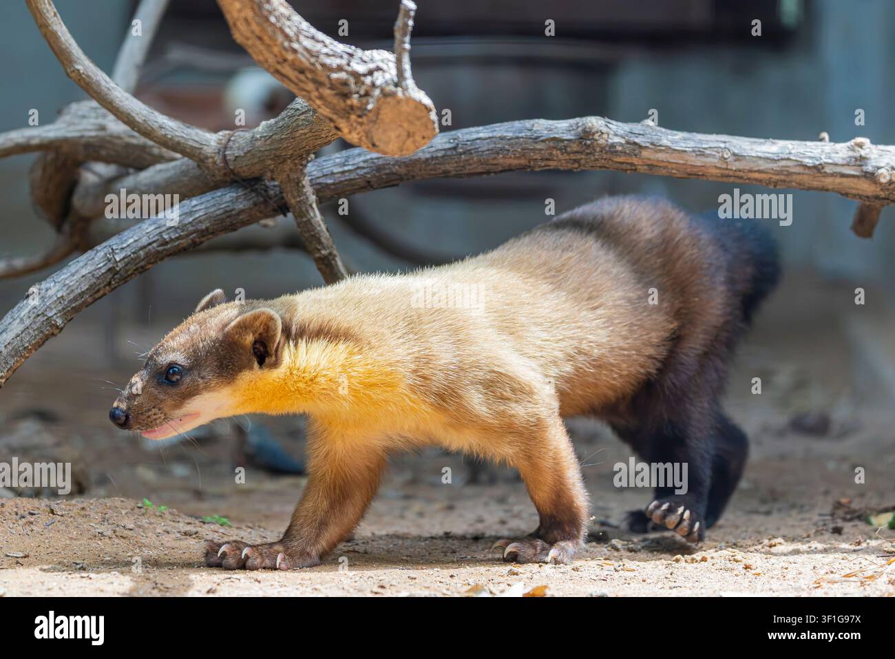 The yellow-throated marten  is an Asian marten species. the tail making up more than half its length. Its fur is brightly colored, consisting of a uni Stock Photo