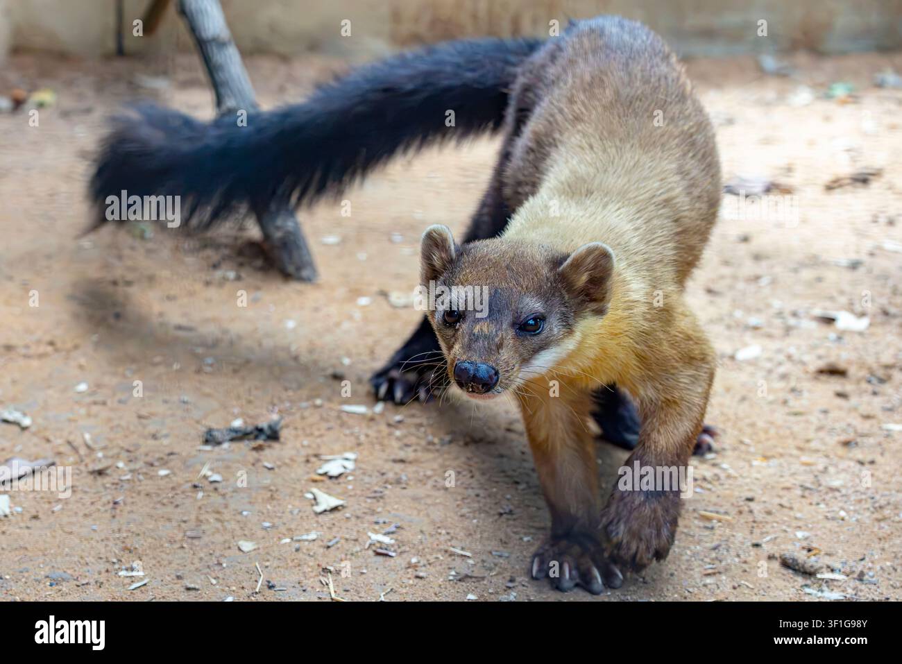 The yellow-throated marten  is an Asian marten species. the tail making up more than half its length. Its fur is brightly colored, consisting of a uni Stock Photo