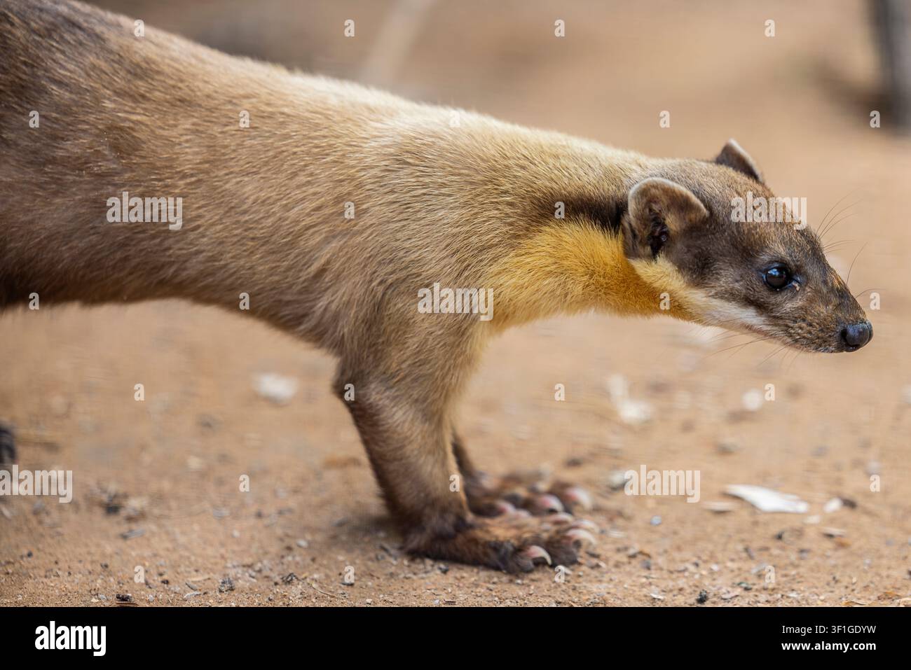 The yellow-throated marten  is an Asian marten species. the tail making up more than half its length. Its fur is brightly colored, consisting of a uni Stock Photo