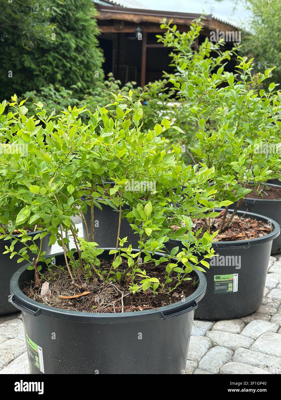 Young blueberry shrubs in black plastic pots displayed on a cobblestone path. - Smartphone Captured Stock Image