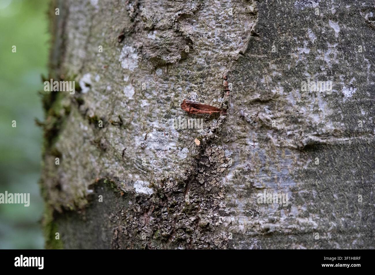 Macro view of beech tree bark texture showing natural scars, moss growth, and lichen patterns in a forest. Stock Photo