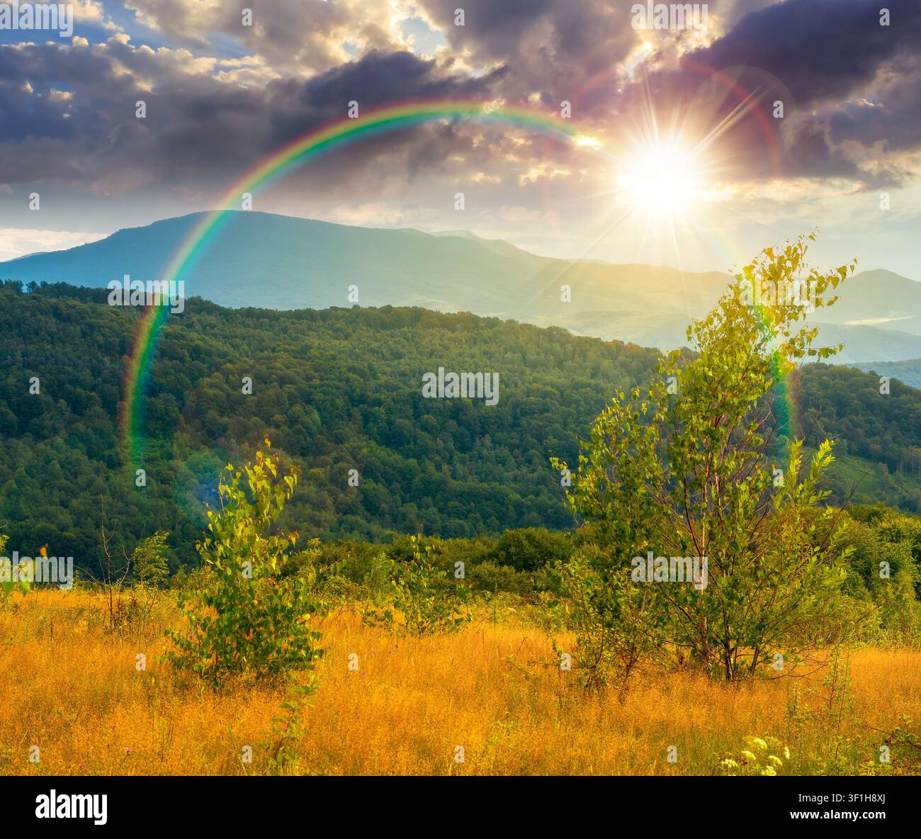 sunset over tree on a field in mountain landscape. green countryside of ukraine in summer. cloudy weather. carpathian landscape in dappled light. amaz Stock Photo