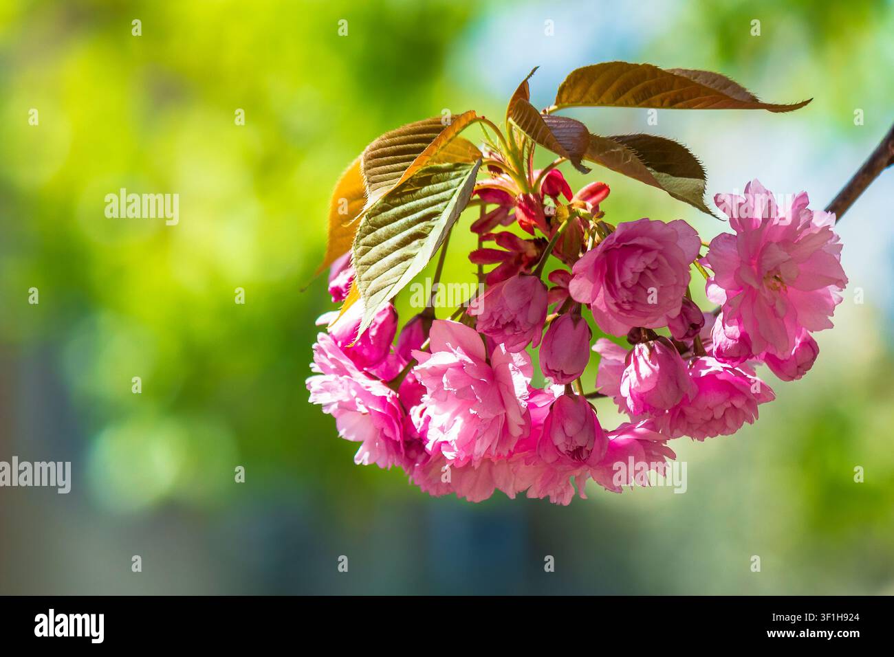 pink flower of sakura tree in spring. branch of cherry blossom in april. floral nature background for hanami celebration Stock Photo