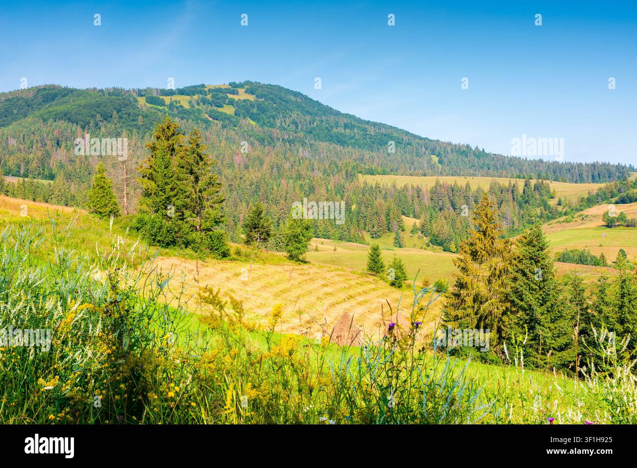 rural scene in carpathian mountain landscape. summer countryside view with rolling hills in lush green grass. forested slopes in the distance Stock Photo