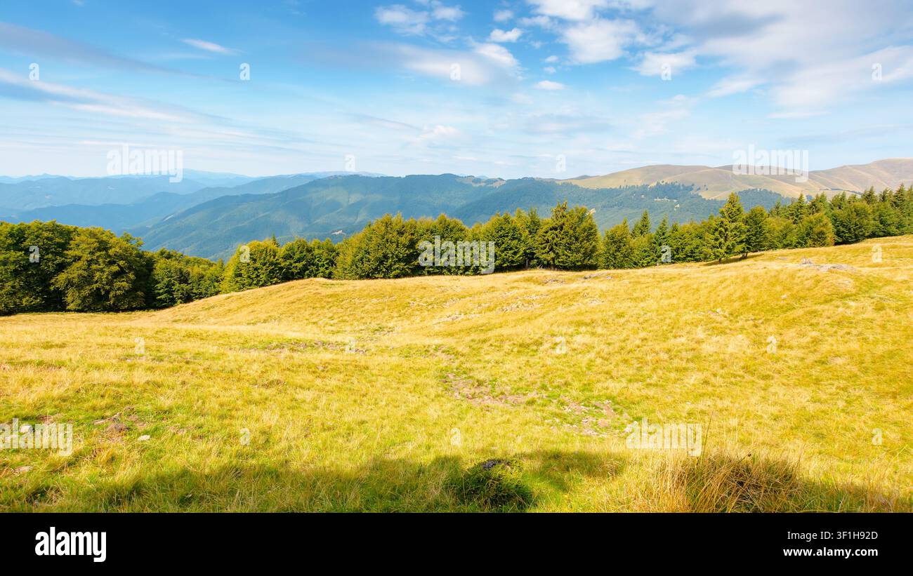 mountain landscape of ukraine. alpine grassy meadow and deciduous forest on the hill. late summer nature background for carpathian adventures Stock Photo