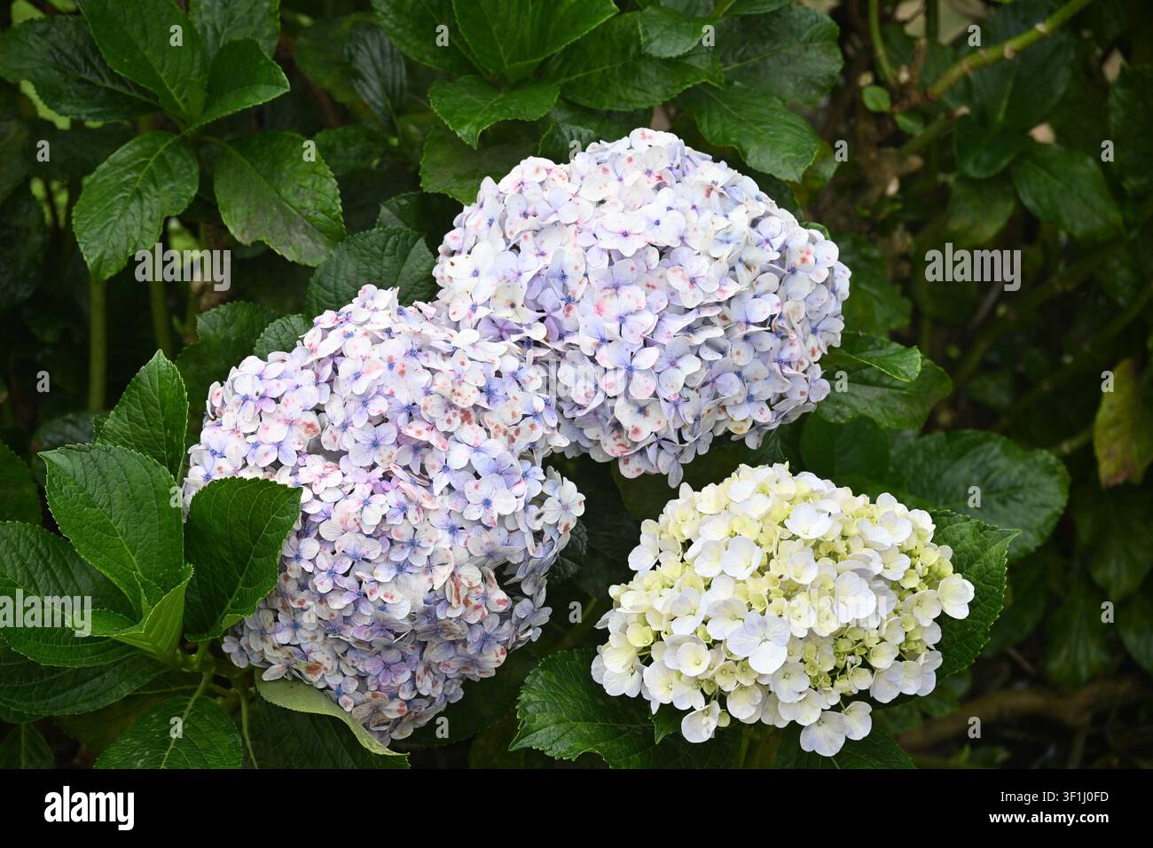 Blooming Hydrangeas (Hydrangea macrophylla) Near Volcán Barú, Panama Stock Photo