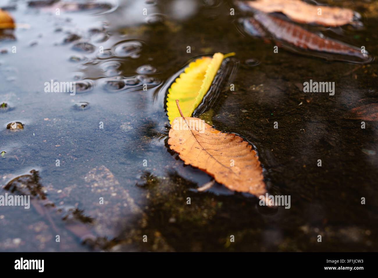 Fallen leaves floating in autumn puddle Stock Photo