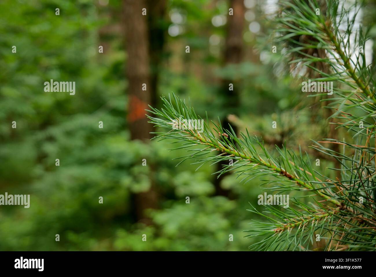 Pine Branch with Green Needles on Forest Floor Stock Photo