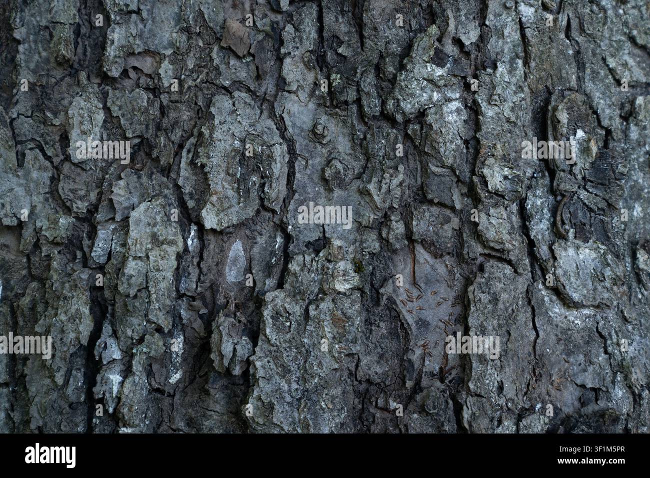 Close up of rough cracked grey tree bark forming a natural texture Stock Photo