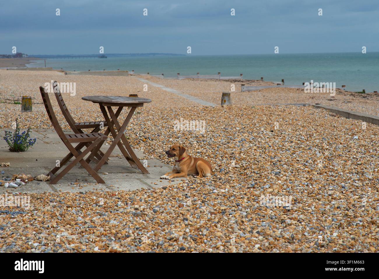 Dog on a pebble beach Stock Photo