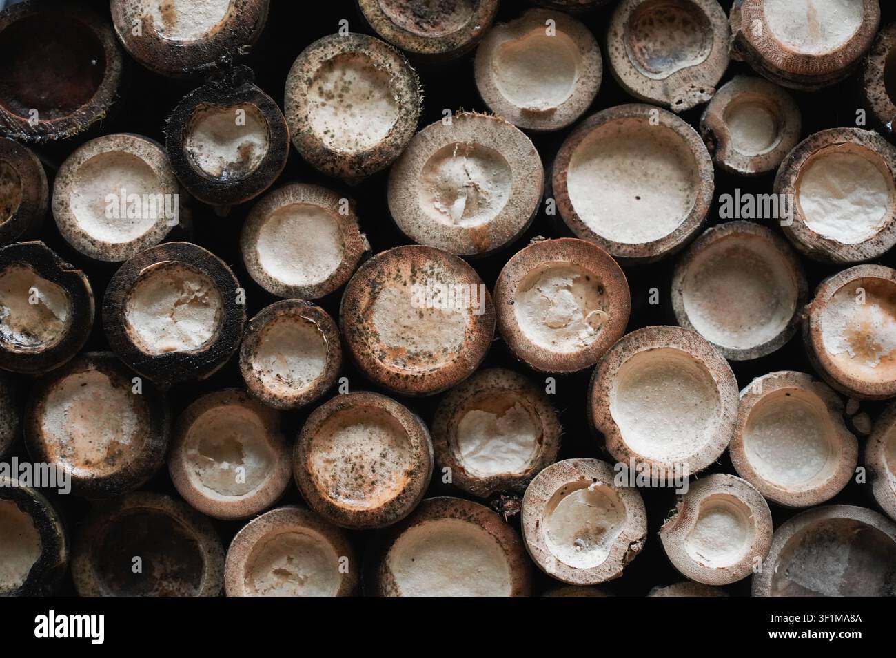 Close view of cut bamboo stems showing circular cross sections and natural textures Stock Photo