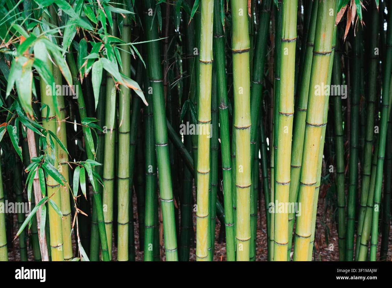 Close view of bamboo stems showing clean natural colours and well-defined surface textures Stock Photo