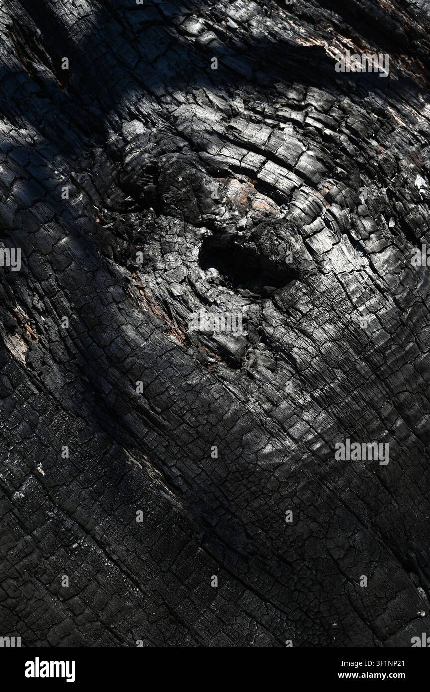 Burnt old walnut wood tree in forest fire background. Stock Photo