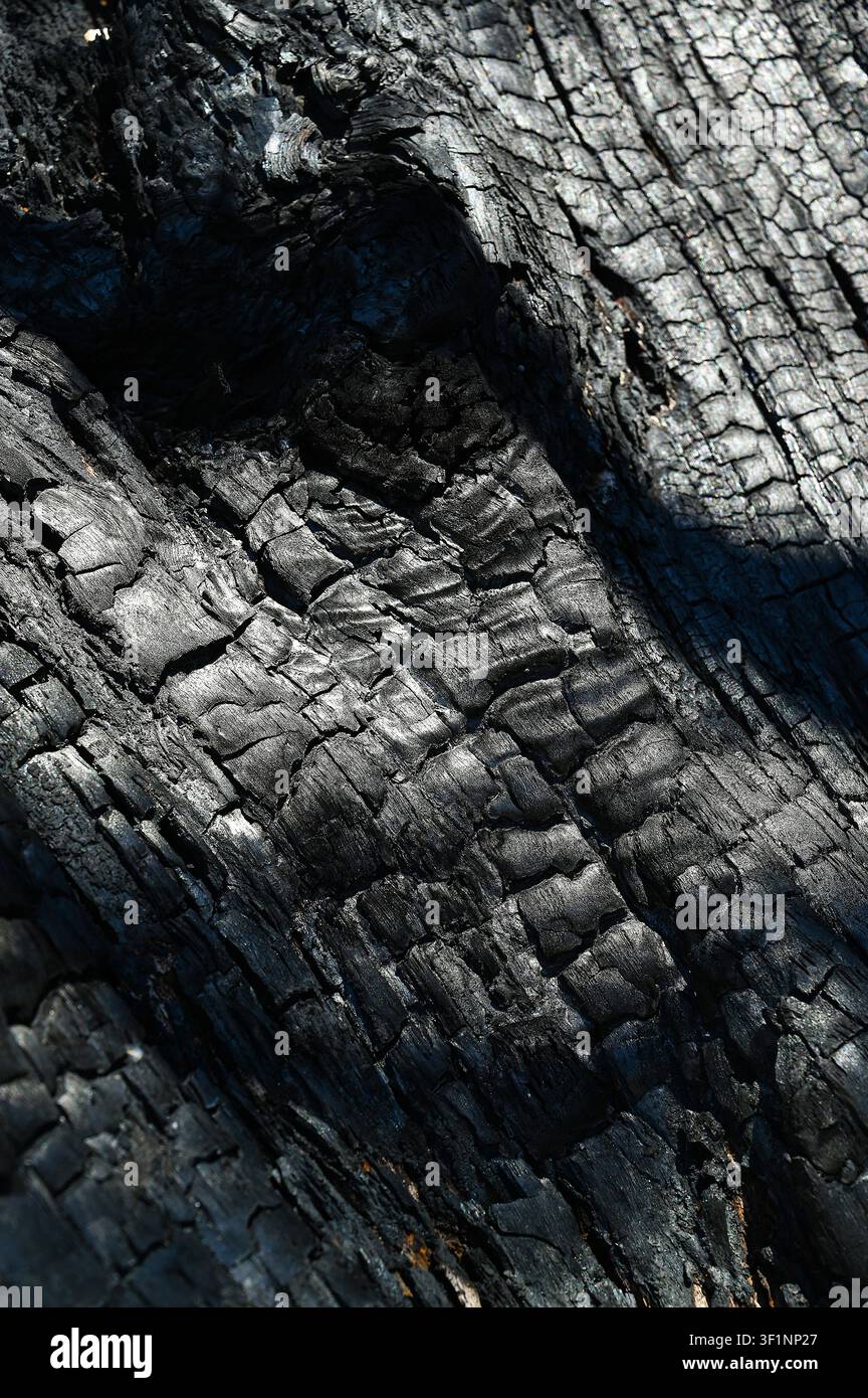 Burnt old walnut wood tree in forest fire background. Stock Photo