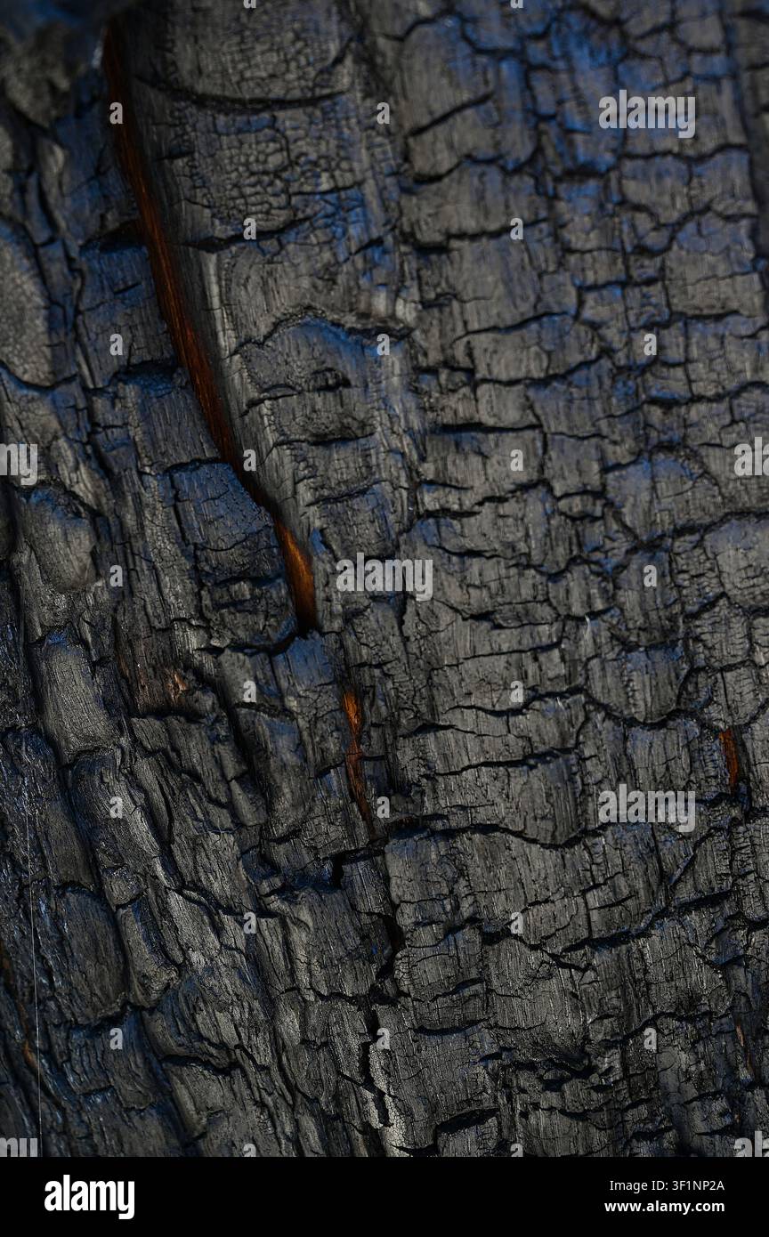 Burnt old walnut wood tree in forest fire background. Stock Photo
