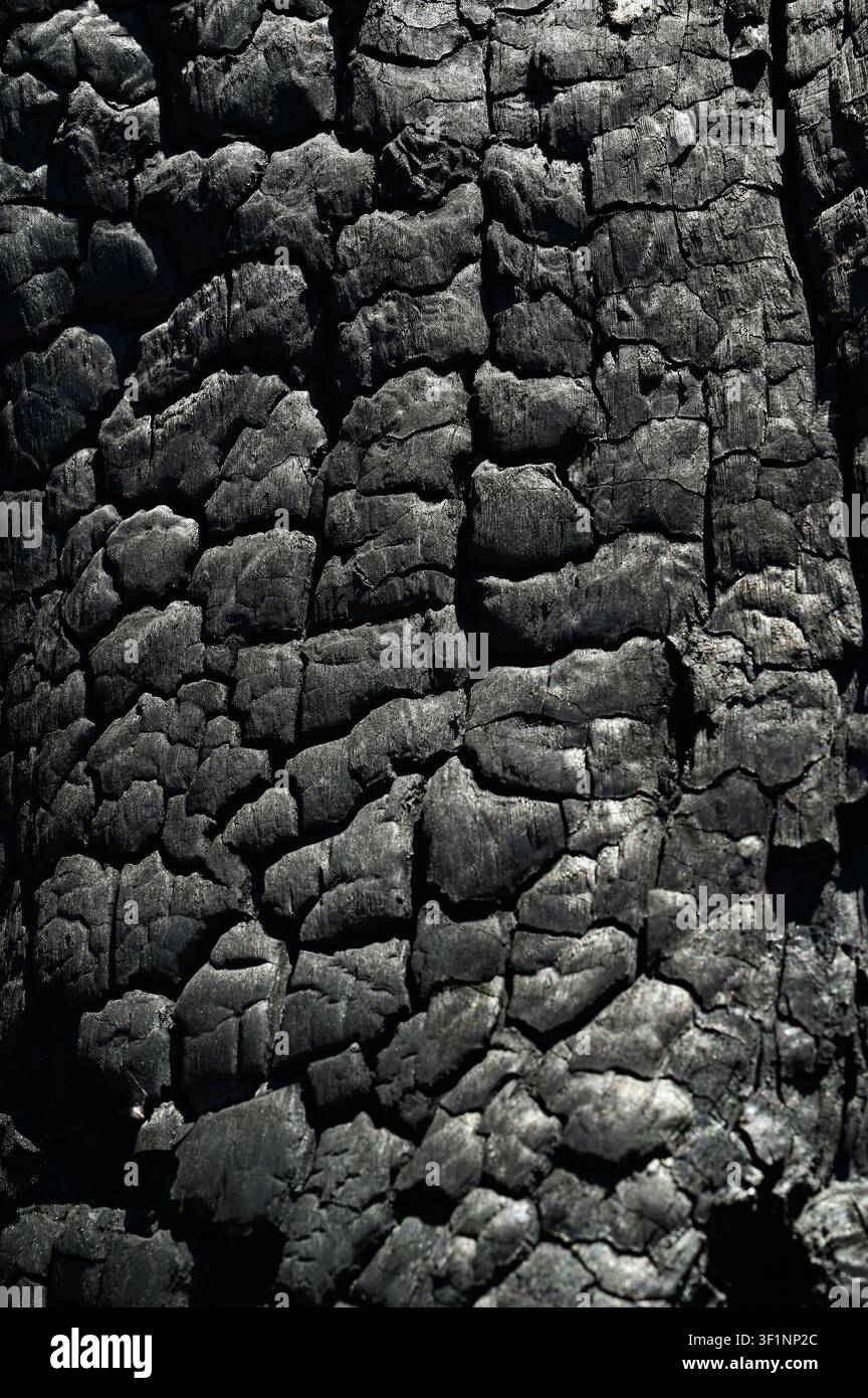 Burnt old walnut wood tree in forest fire background. Stock Photo