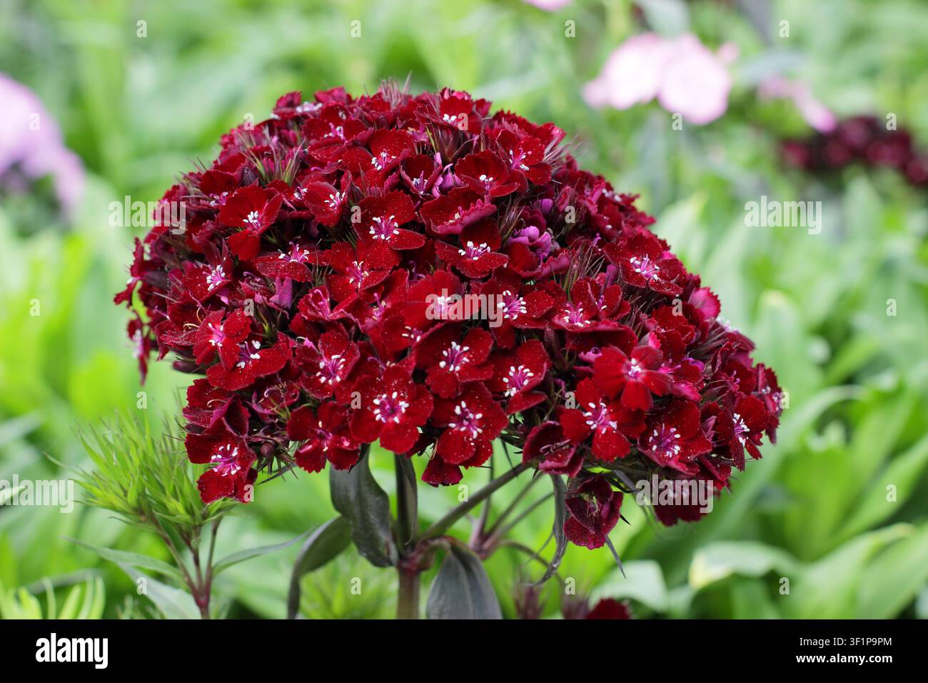 Dianthus Sooty sweet William. Dianthus barbatus Sooty sweet william flower in summer,UK Stock Photo