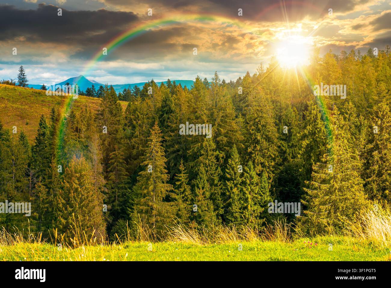 sunset over nature scenery with coniferous forest in mountain. carpathian landscape with spruce woodland on the hill. ukraine nature background in ear Stock Photo