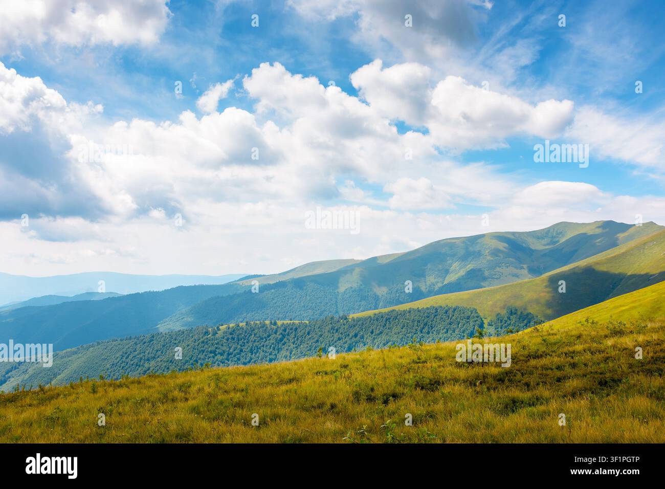 blueberries meadow in mountain landscape of ukraine. lush grass of the borzhava ridge. beautiful view of carpathian scenery Stock Photo