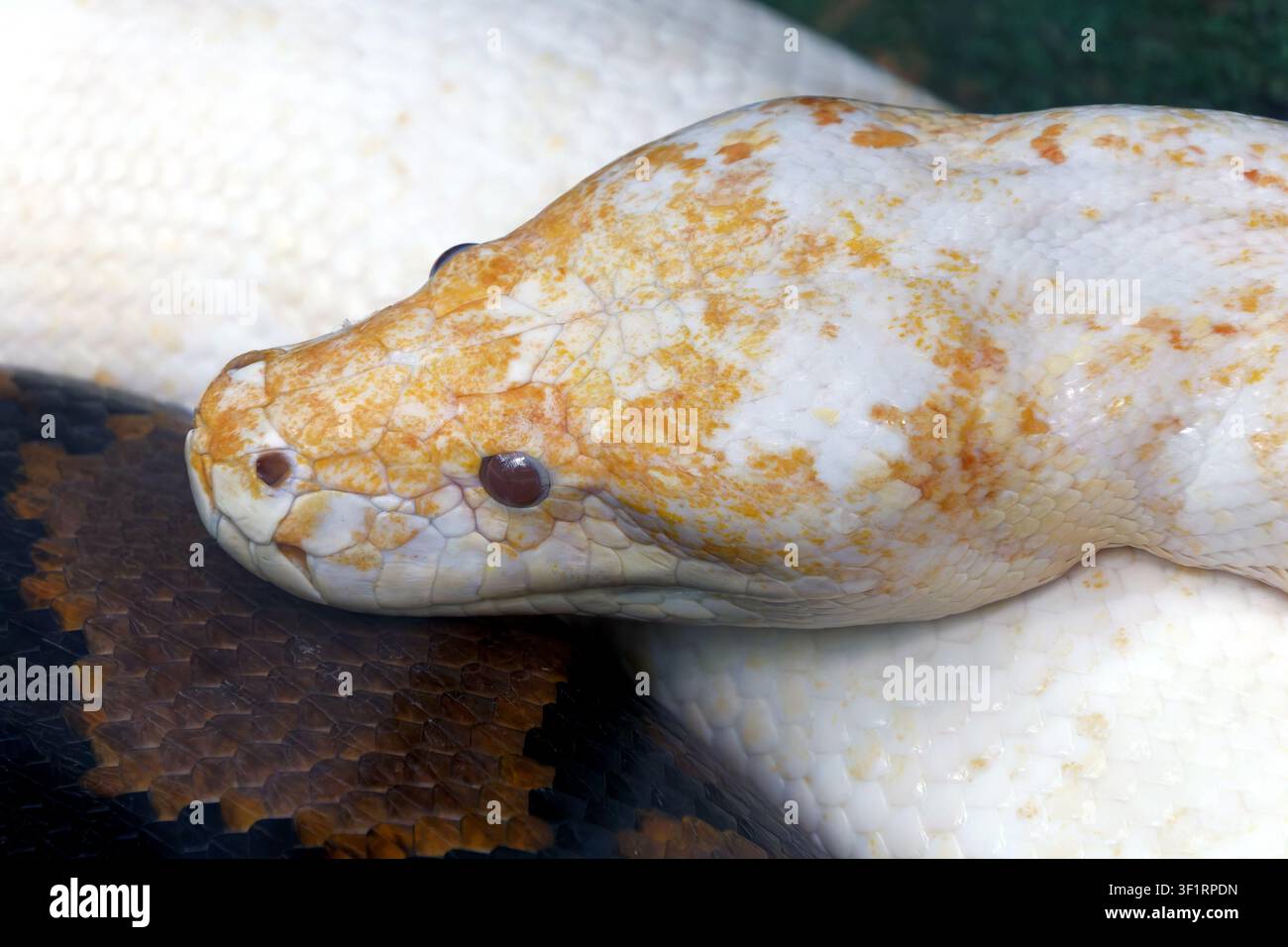 reticulated python - albino, Netzpython, python réticulé, Malayopython reticulatus, kockás piton Stock Photo