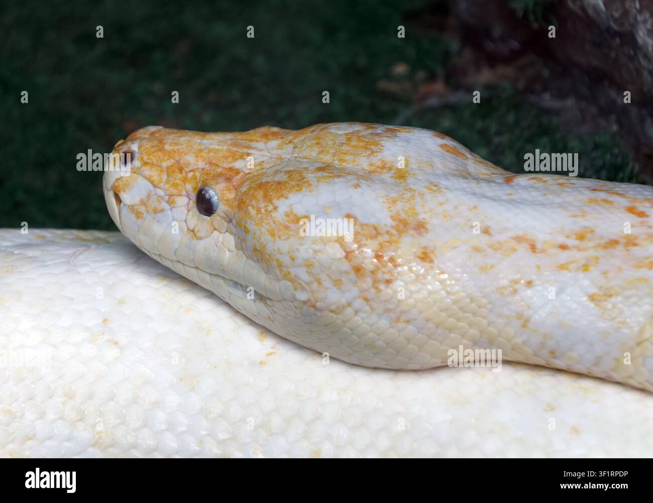 reticulated python - albino, Netzpython, python réticulé, Malayopython reticulatus, kockás piton Stock Photo
