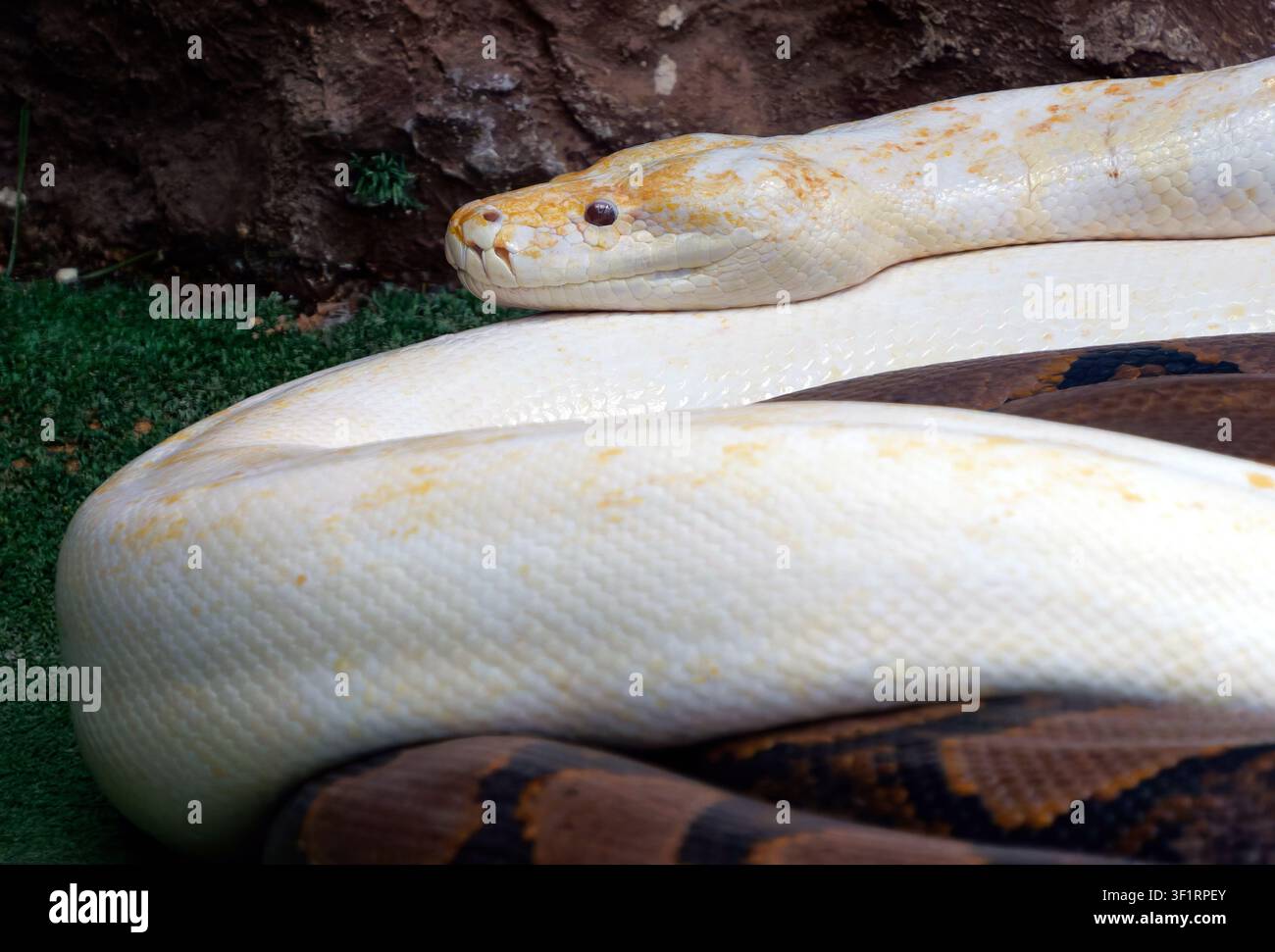 reticulated python - albino, Netzpython, python réticulé, Malayopython reticulatus, kockás piton Stock Photo