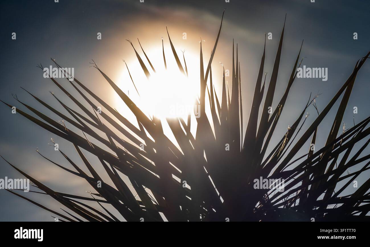 Palm tree silhouetted against bright sun with sharp radiating fronds Stock Photo