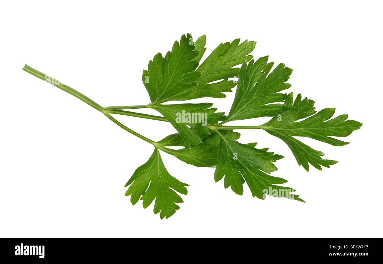 Fresh parsley sprig isolated on white background Stock Photo