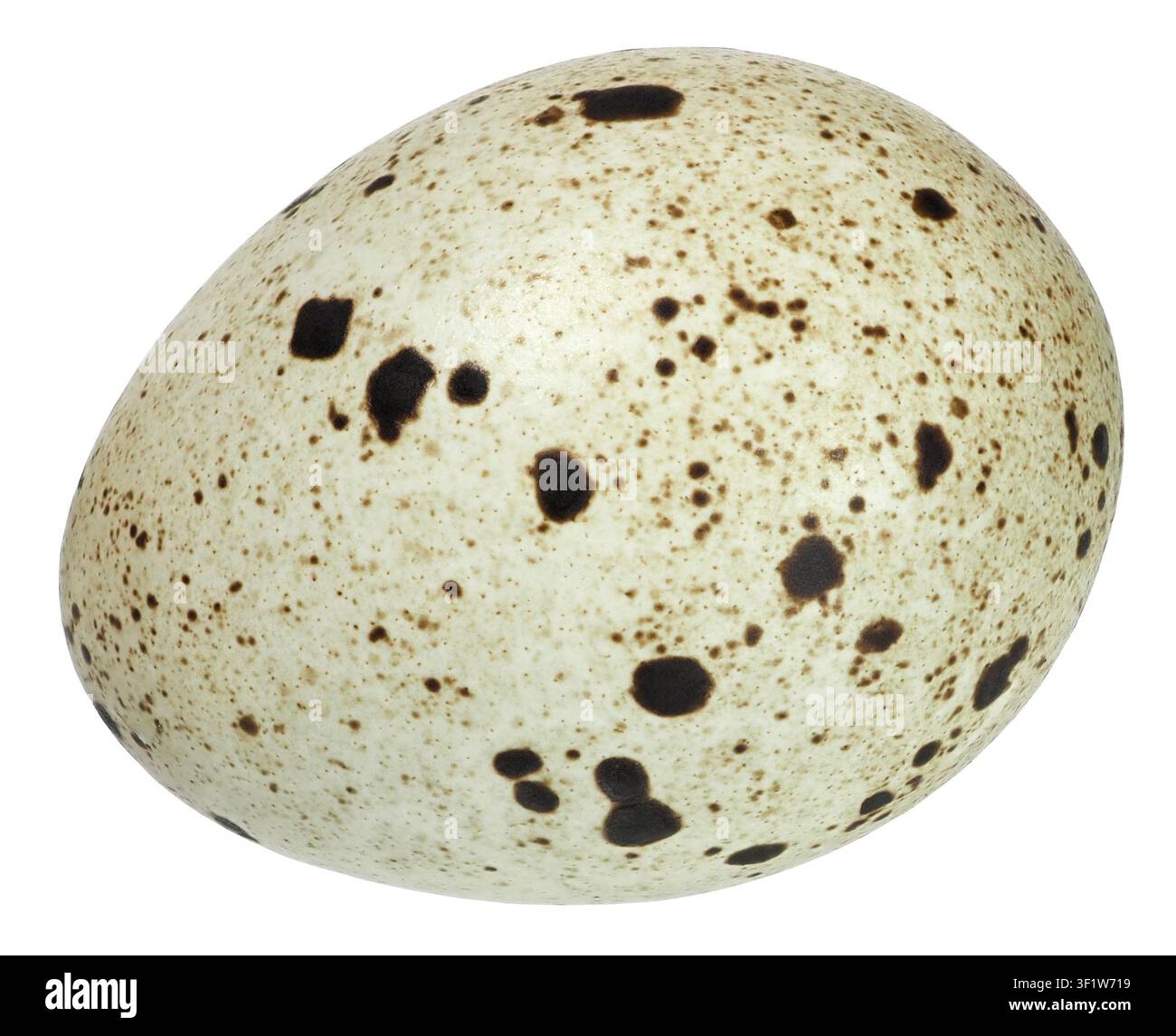 Quail egg isolated on white background Stock Photo
