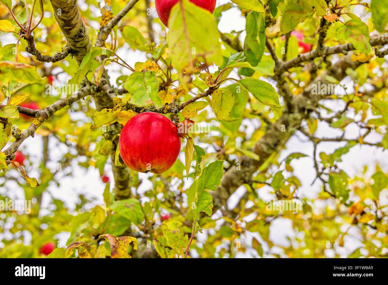 Red apples hanging on tree branches in a garden Stock Photo
