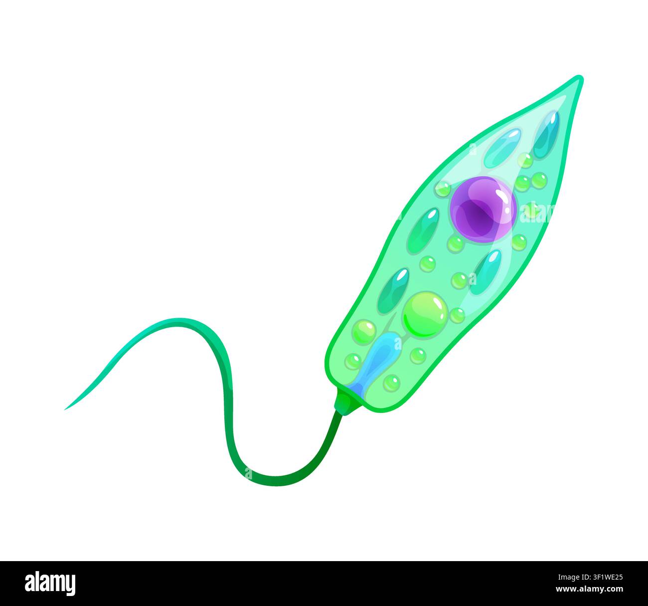 Bacteria bacillus or ameba germ microorganism Stock Vector