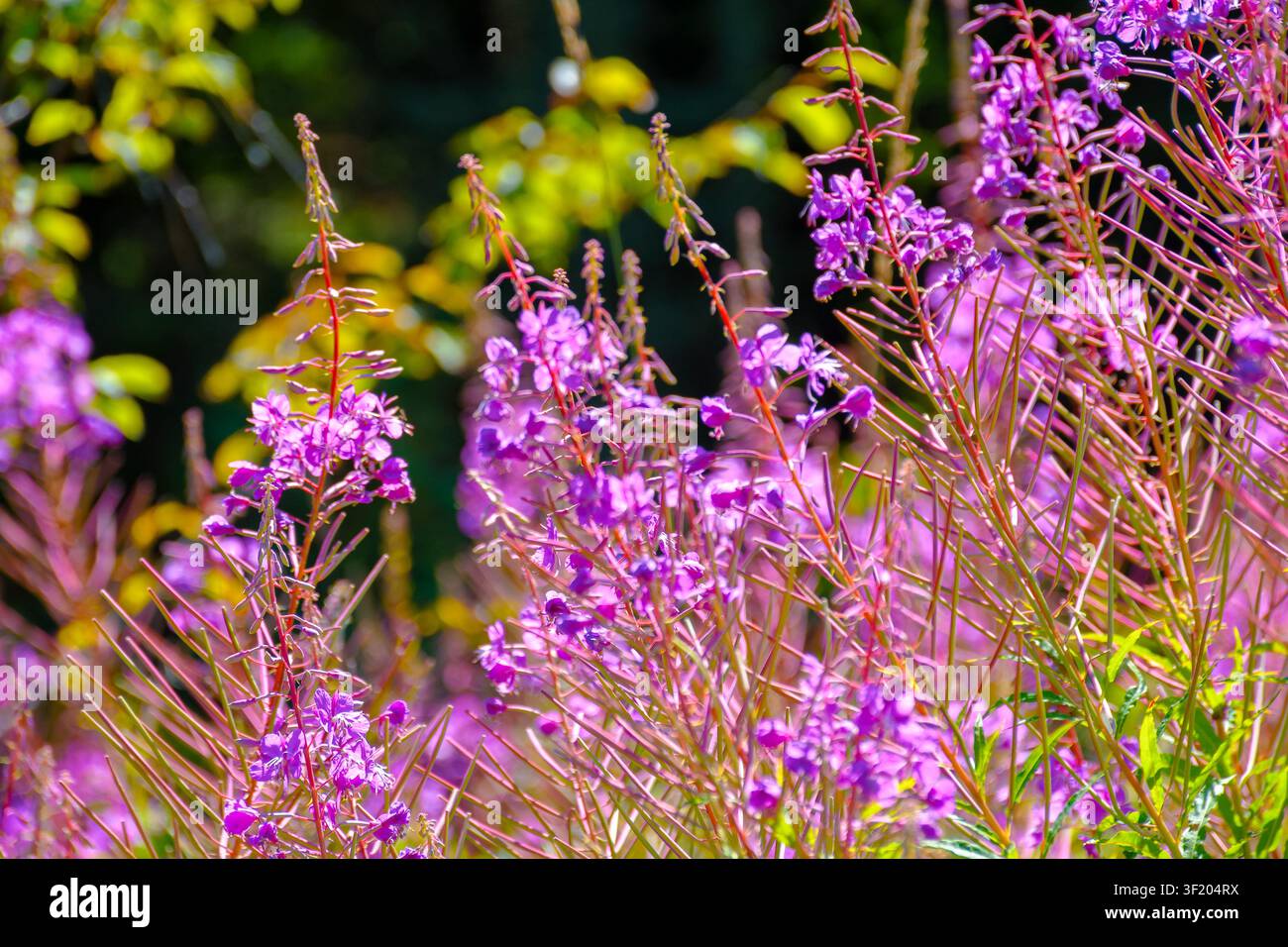 fireweed in full bloom. floral background with purple herb near the forest. willowherb closeup photo on a sunny day Stock Photo
