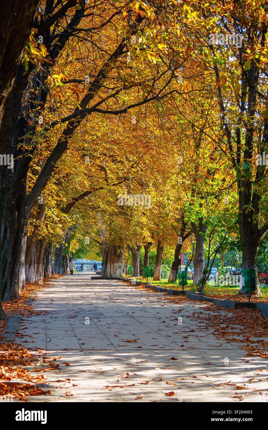 uzhhorod city street in autumn. tall chestnut trees on the kyiv embankment. popular fall season travel destination of ukraine. vertical view Stock Photo