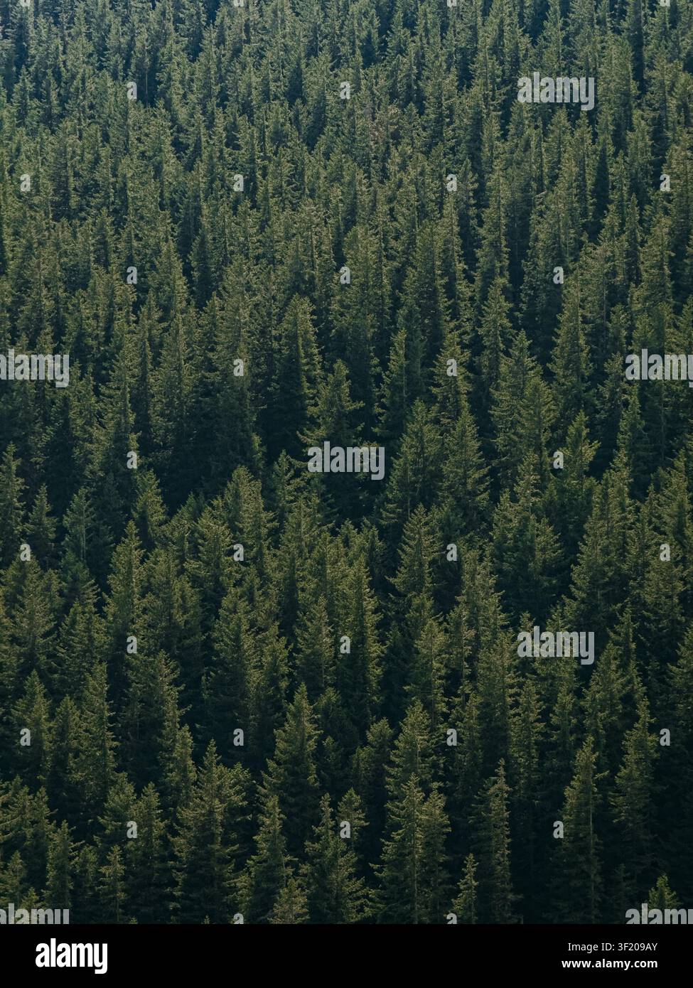 Forest - Smartphone Captured Stock Image