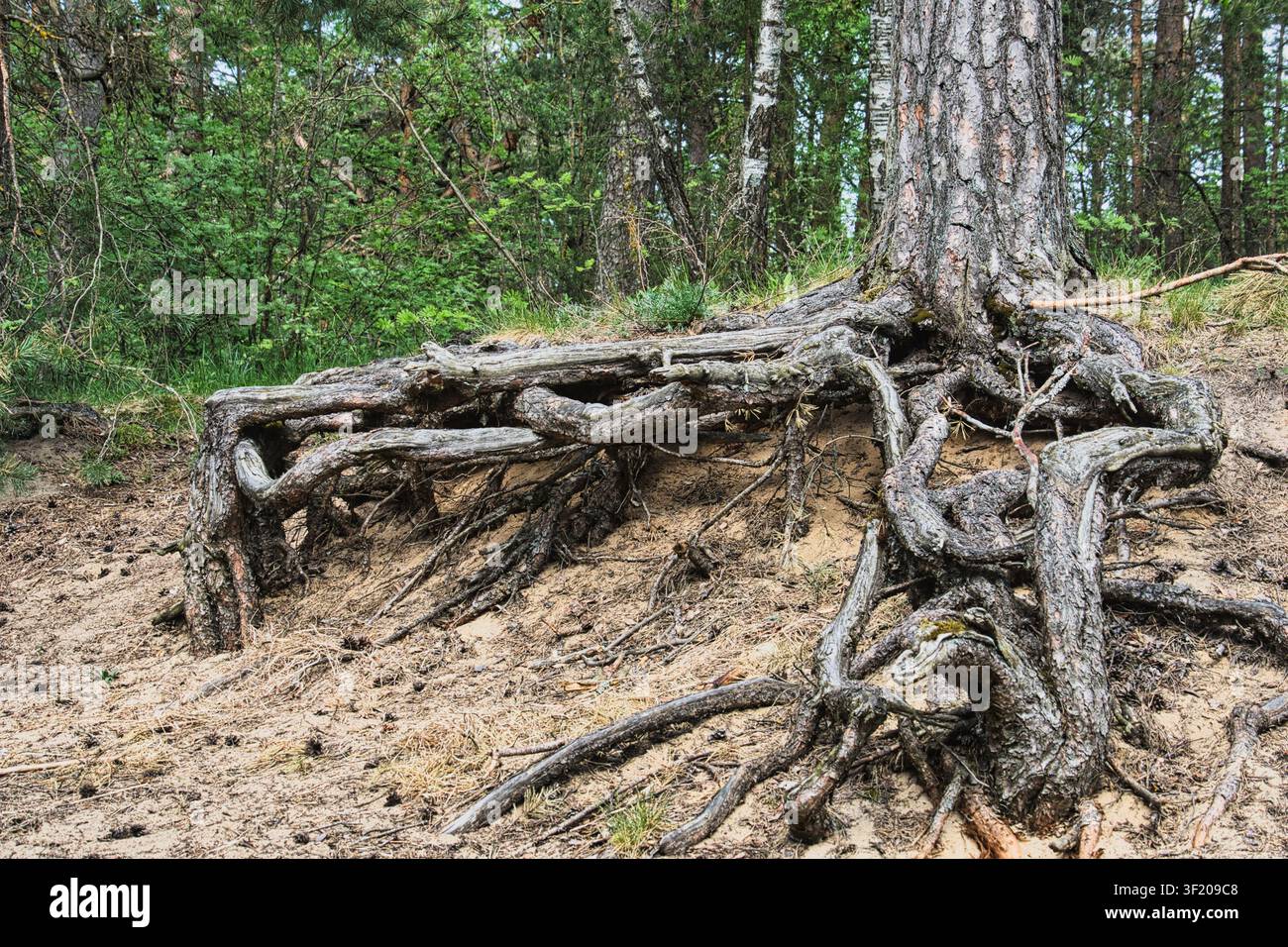 Exposed pine tree roots on sandy soil in forest Stock Photo
