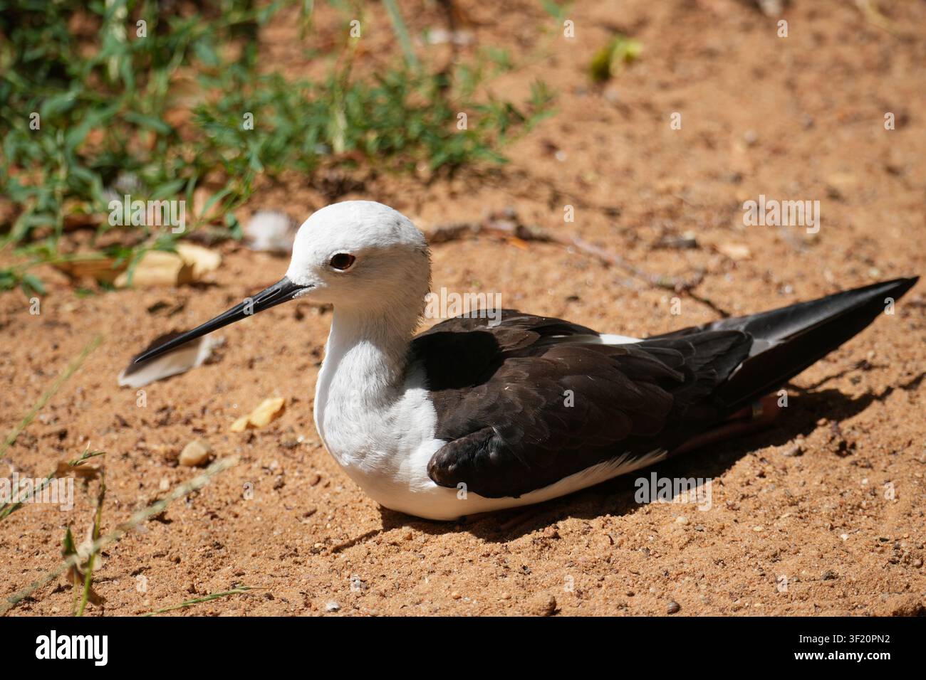 Black-winged stilt resting on sandy ground Stock Photo