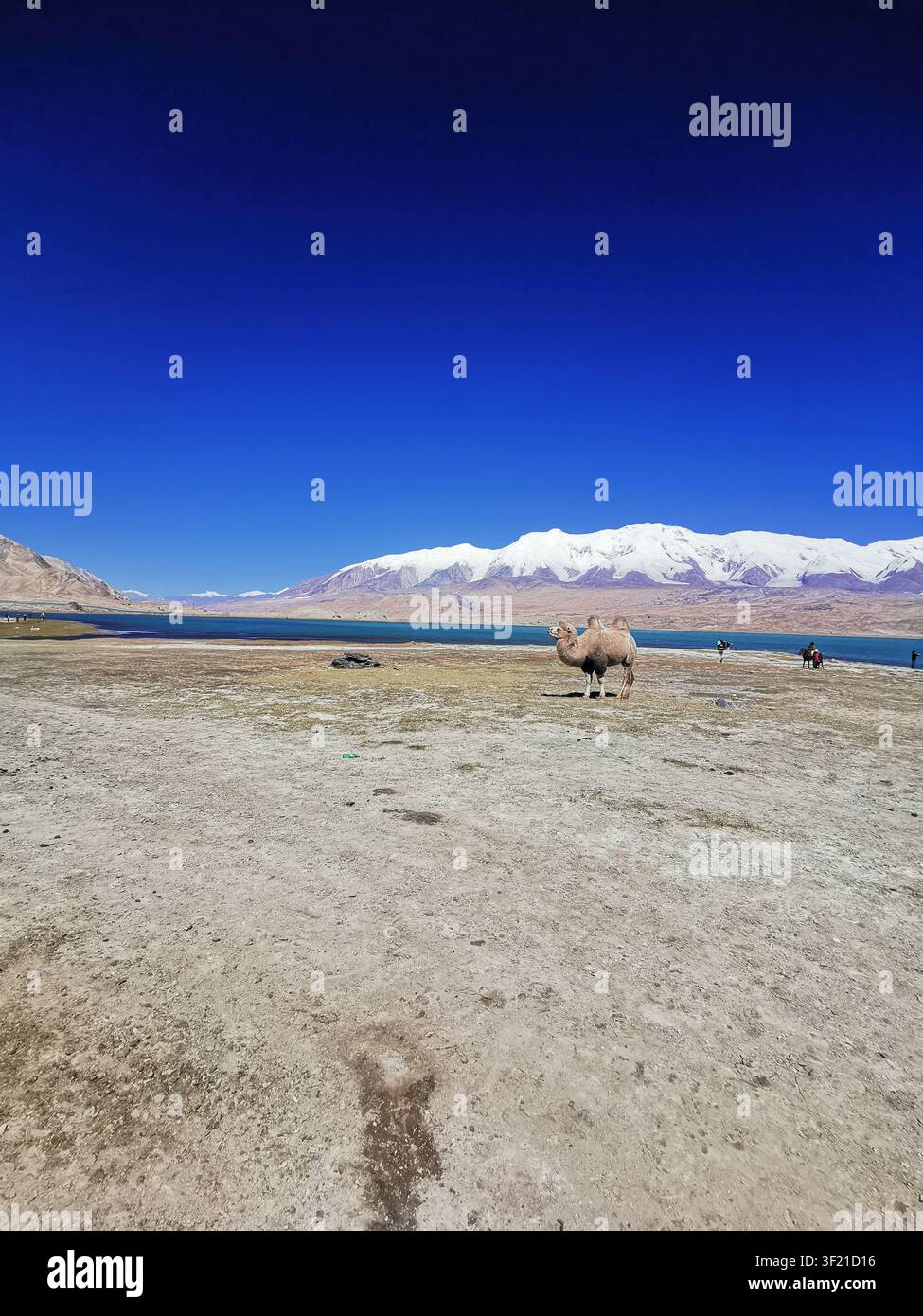 Lone camel standing before Muztagh Ata next to Lake Karakul in Xinjiang, China 一只骆驼独自在巍峨傲立的慕士塔格峰与喀拉库勒湖边 - Smartphone Captured Stock Image