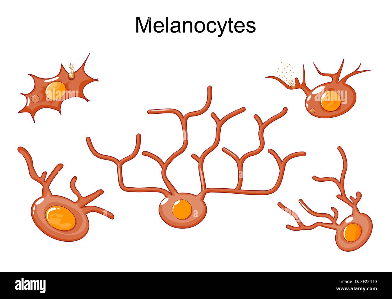 Melanocyte cells. Set icons collection. Different types of Melanocytes. Melanin producing cells. Melanin synthesis. Dermatology. Vector illustration Stock Vector