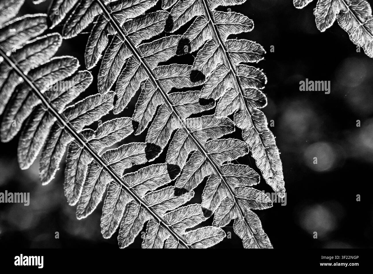 Fern frond veins highlighted in dramatic contrast against dark background in black and white Stock Photo