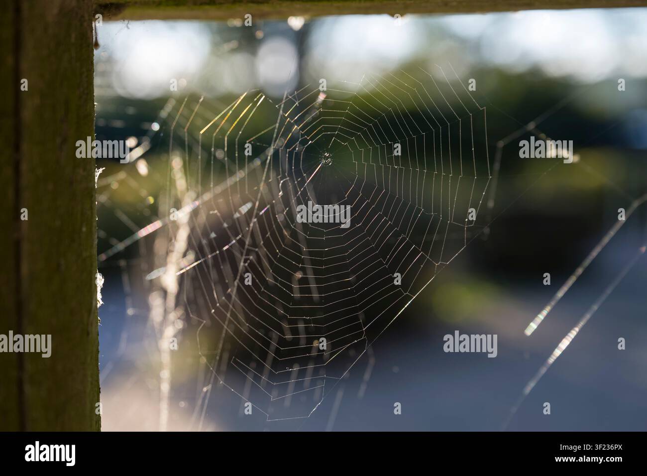 Cobweb, Rügen island Stock Photo