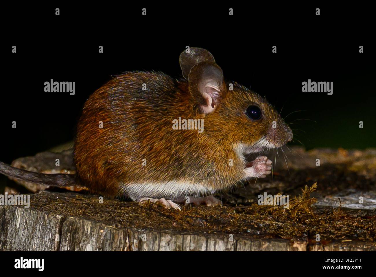 Wood mouse Stock Photo