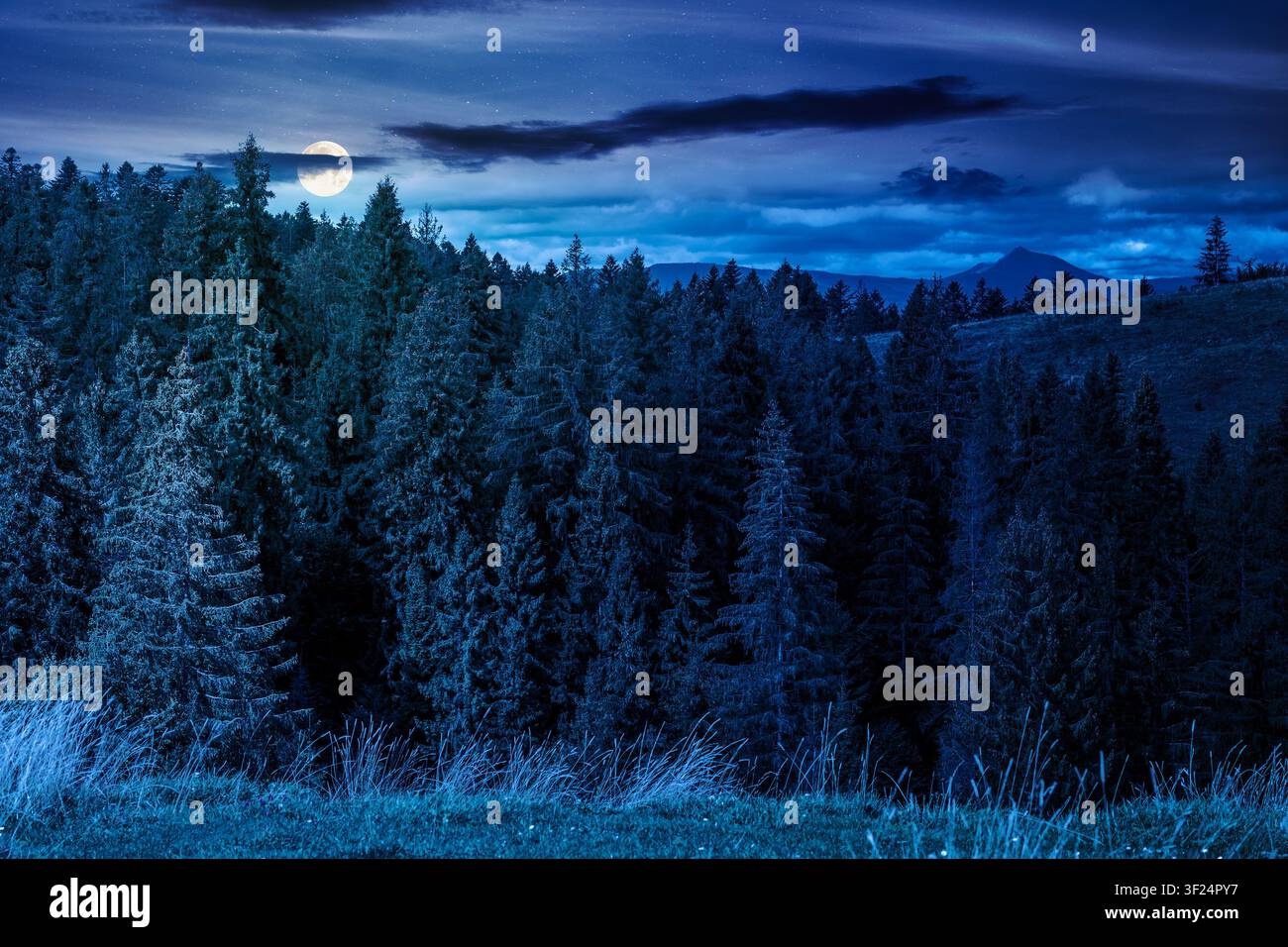 nature scenery with coniferous forest in mountain at night. full moon over carpathian landscape with spruce woodland on the hill. ukraine nature backg Stock Photo