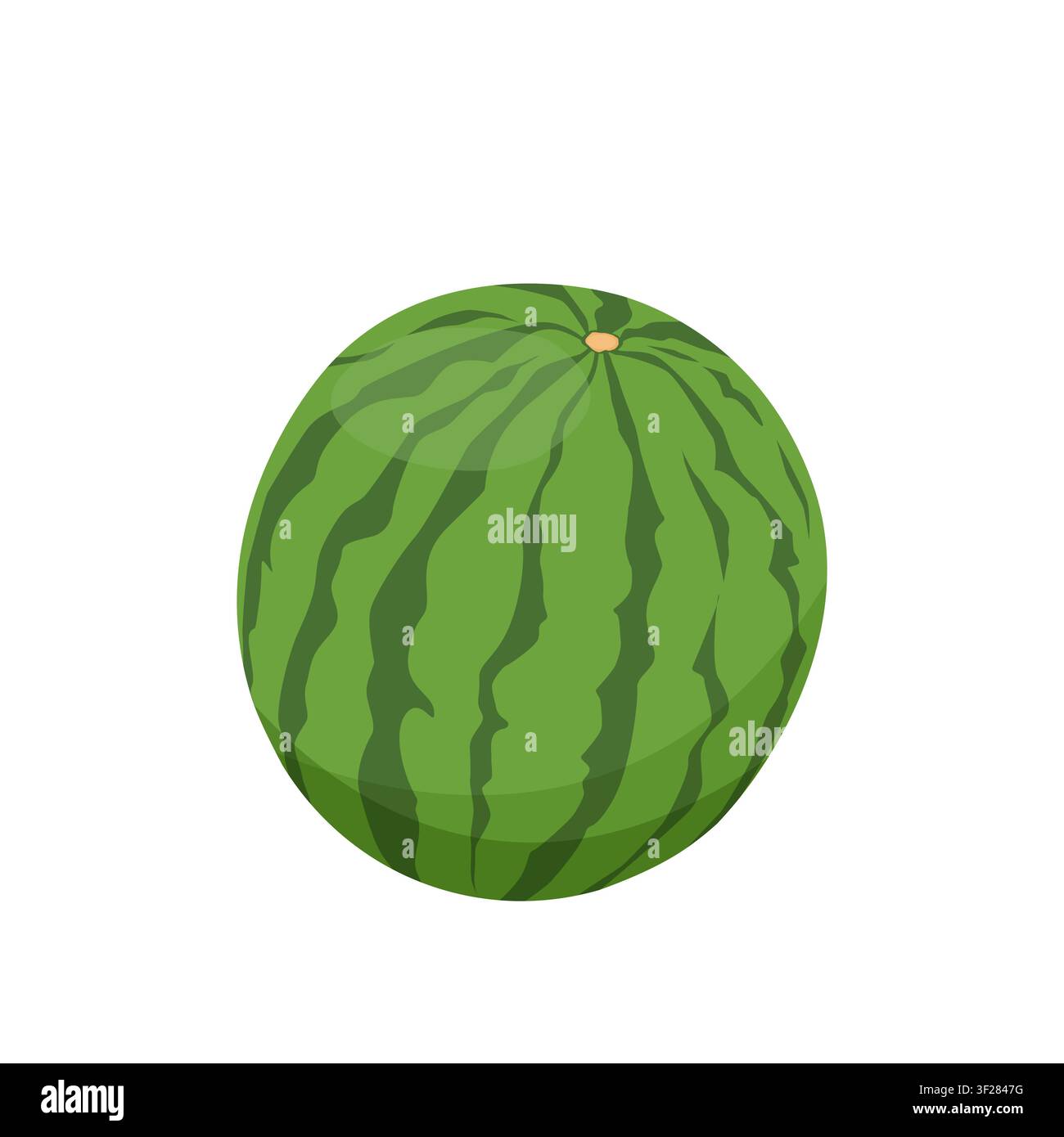 Watermelon isolated on white background Stock Vector