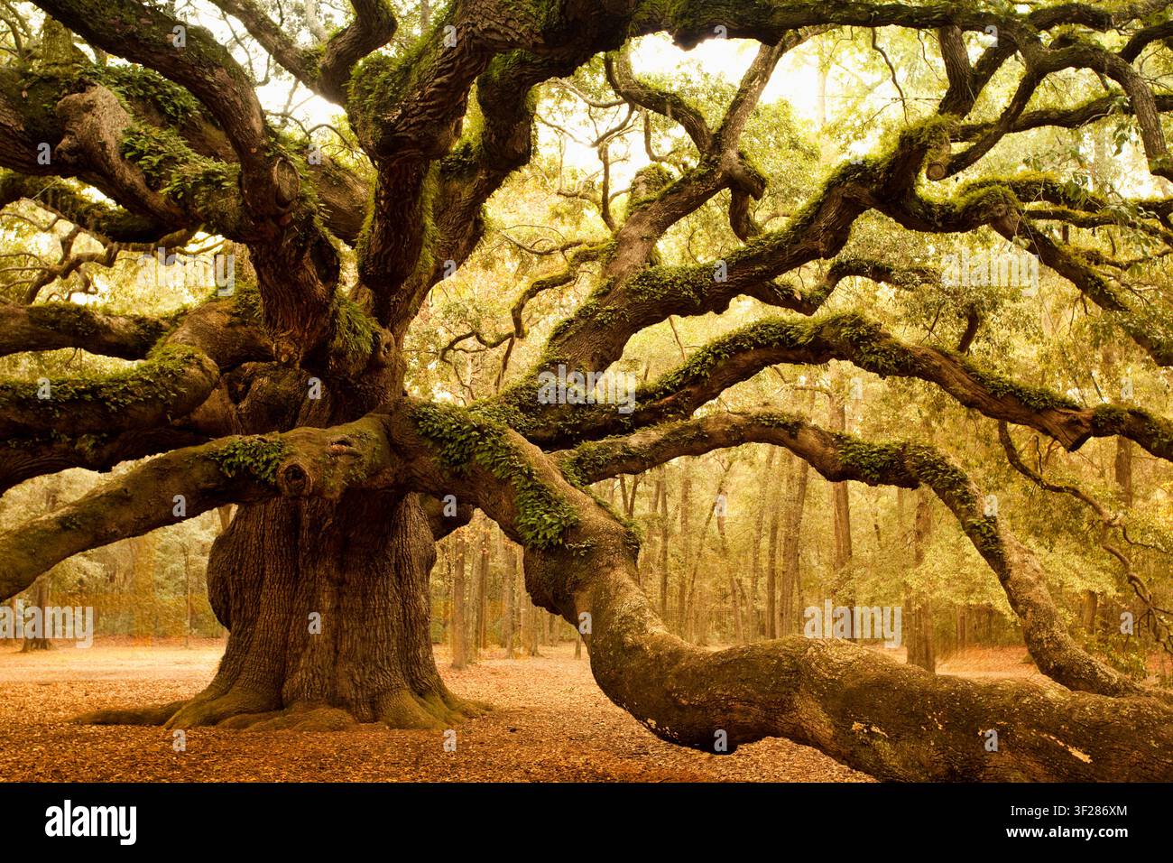 Majestic old oak tree with sprawling branches Stock Photo